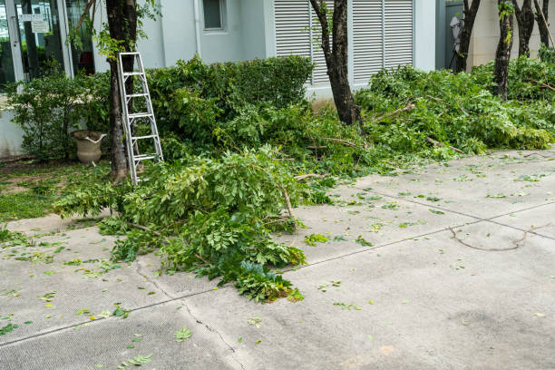 Best Emergency Tree Service  in USA